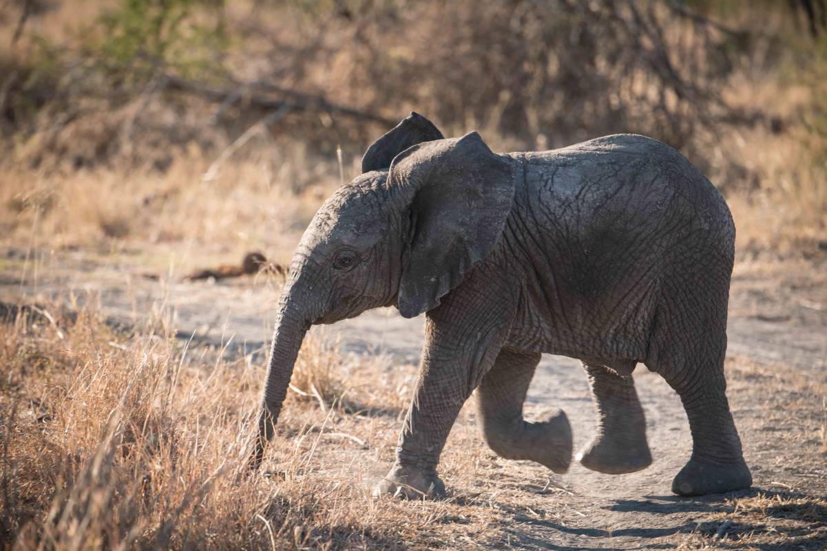 Madikwe-Babyfant