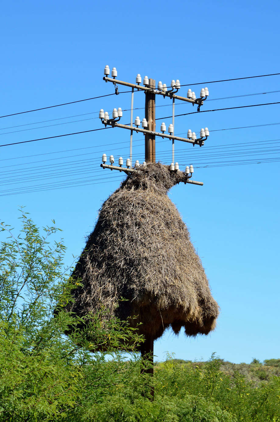 Weaver bauen hier ihre Nester