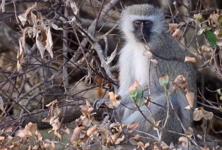 iSimangalisu