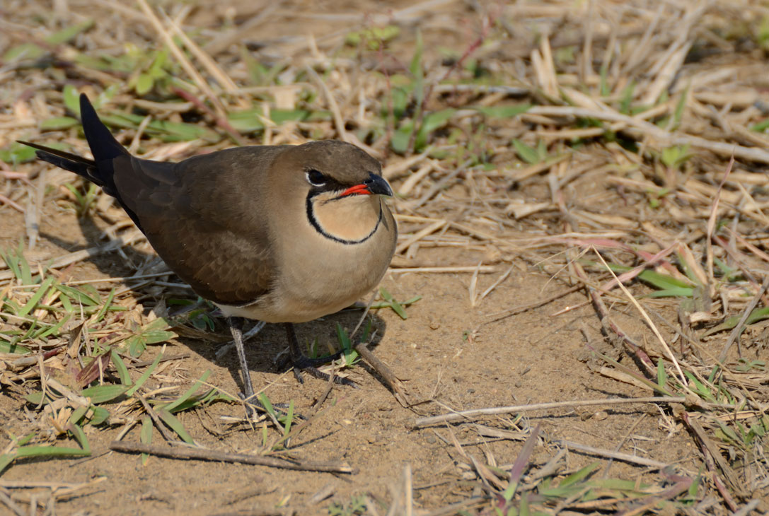 iSimangalisu