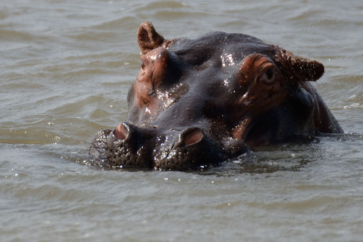 iSimangalisu