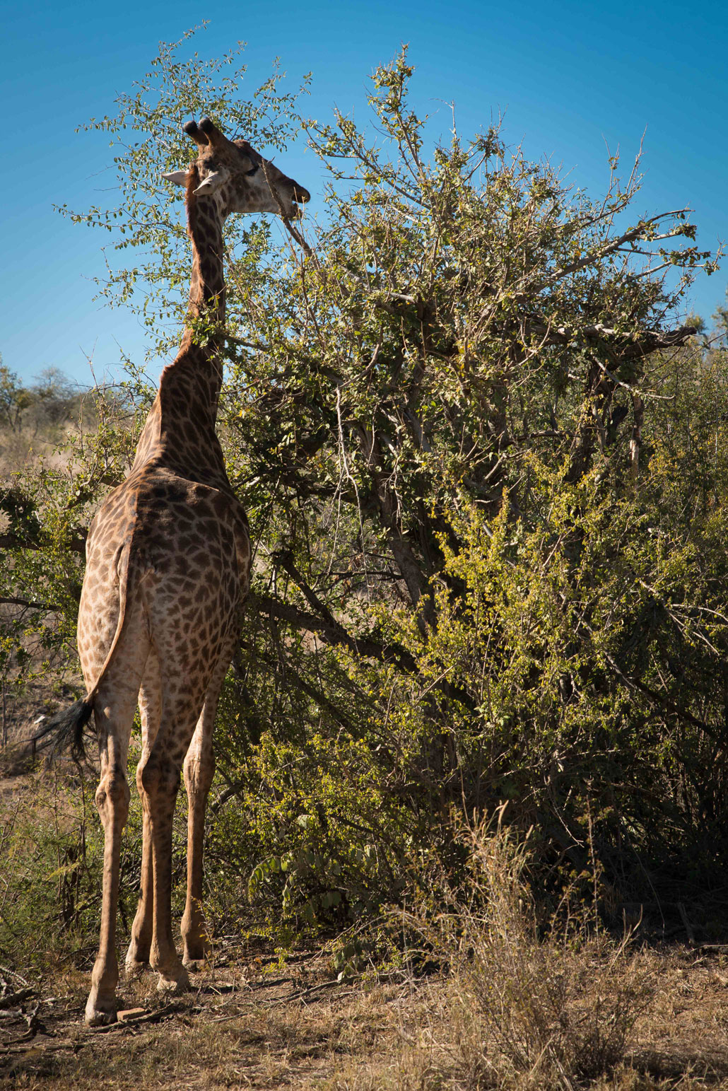 Madikwe