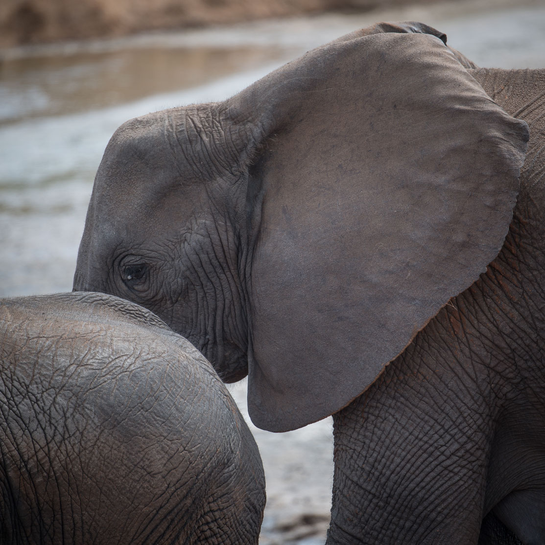 Addo Elephants Park