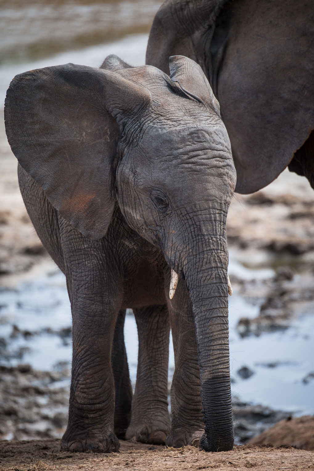 Addo Elephants Park