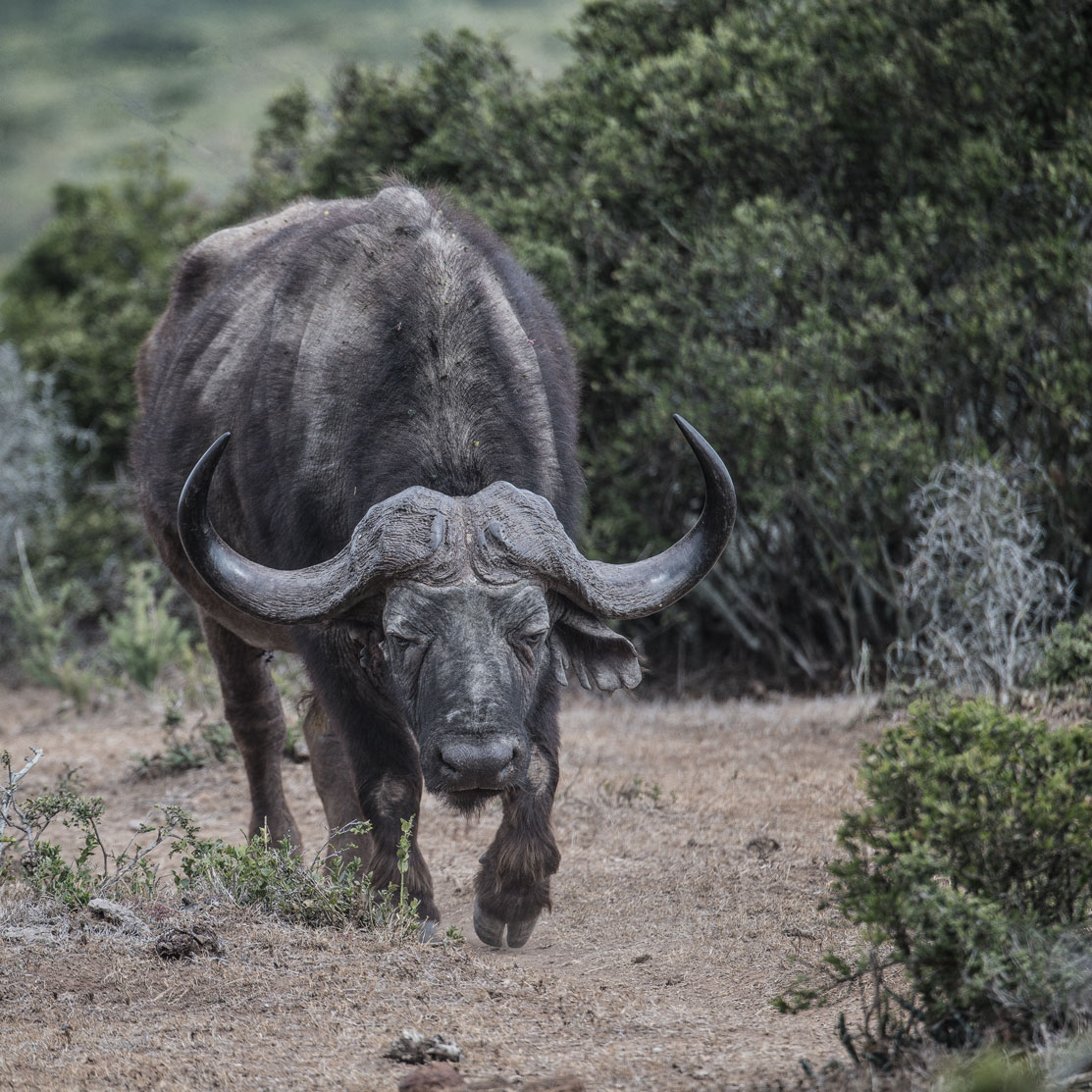 Addo Elephants Park