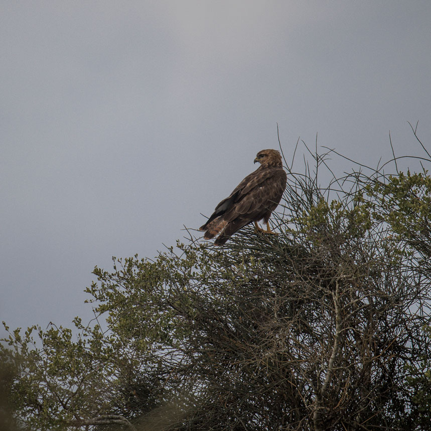 Addo Elephants Park