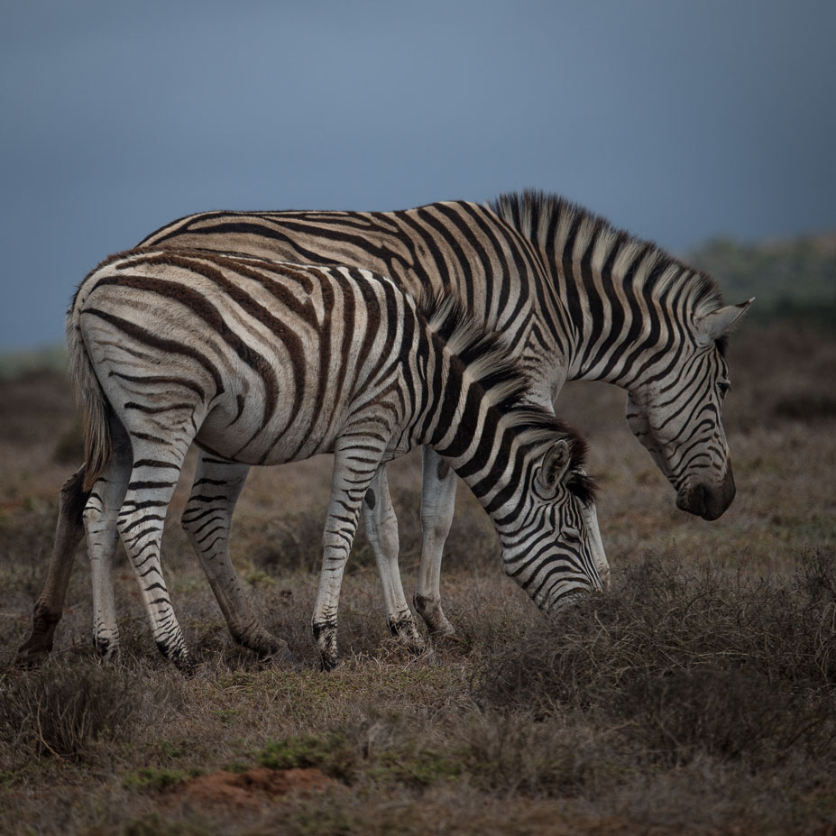 Addo Elephants Park