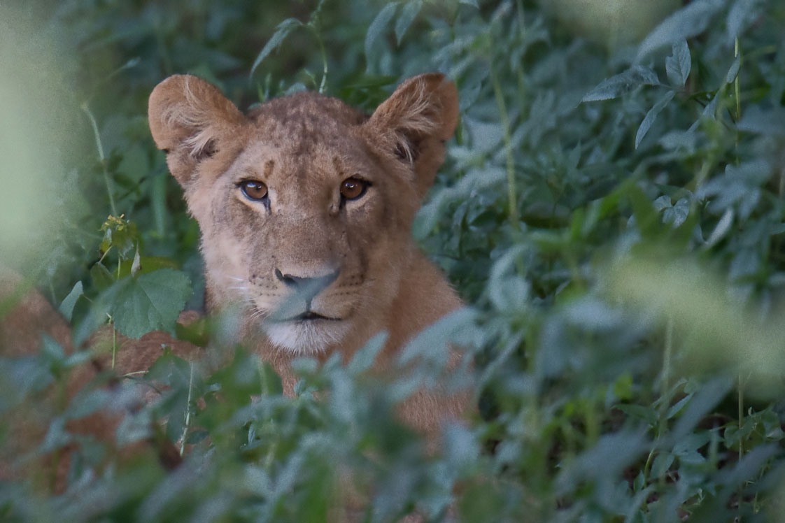 20190214_Chobe_National_Park-144