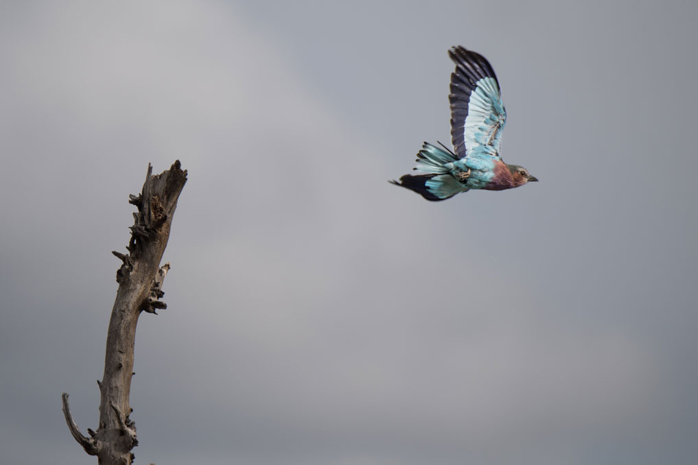 20190218_Okavango_Delta-193