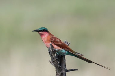 20190218_Okavango_Delta-212