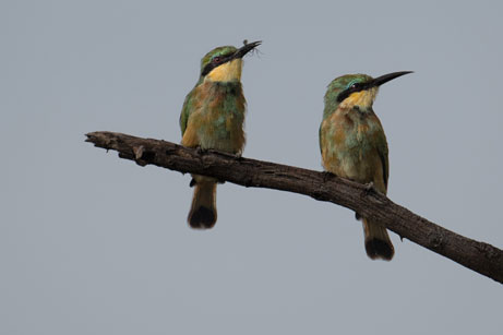 20190218_Okavango_Delta-230