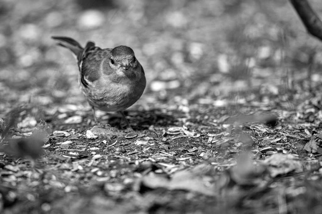 17.4.2021 - Buchfink