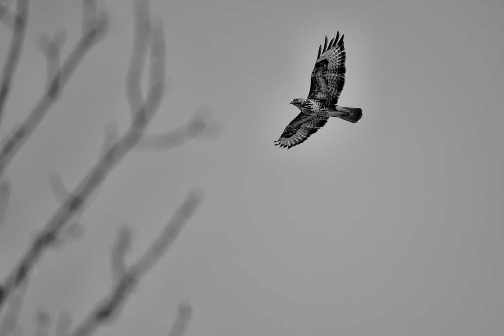 21.4.2021 - M&auml;usebussard