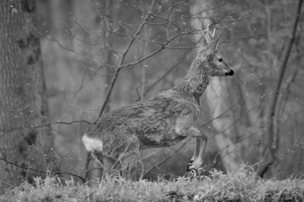 26.4.2021 - 6:00 Morgens im Nymphenburger Park