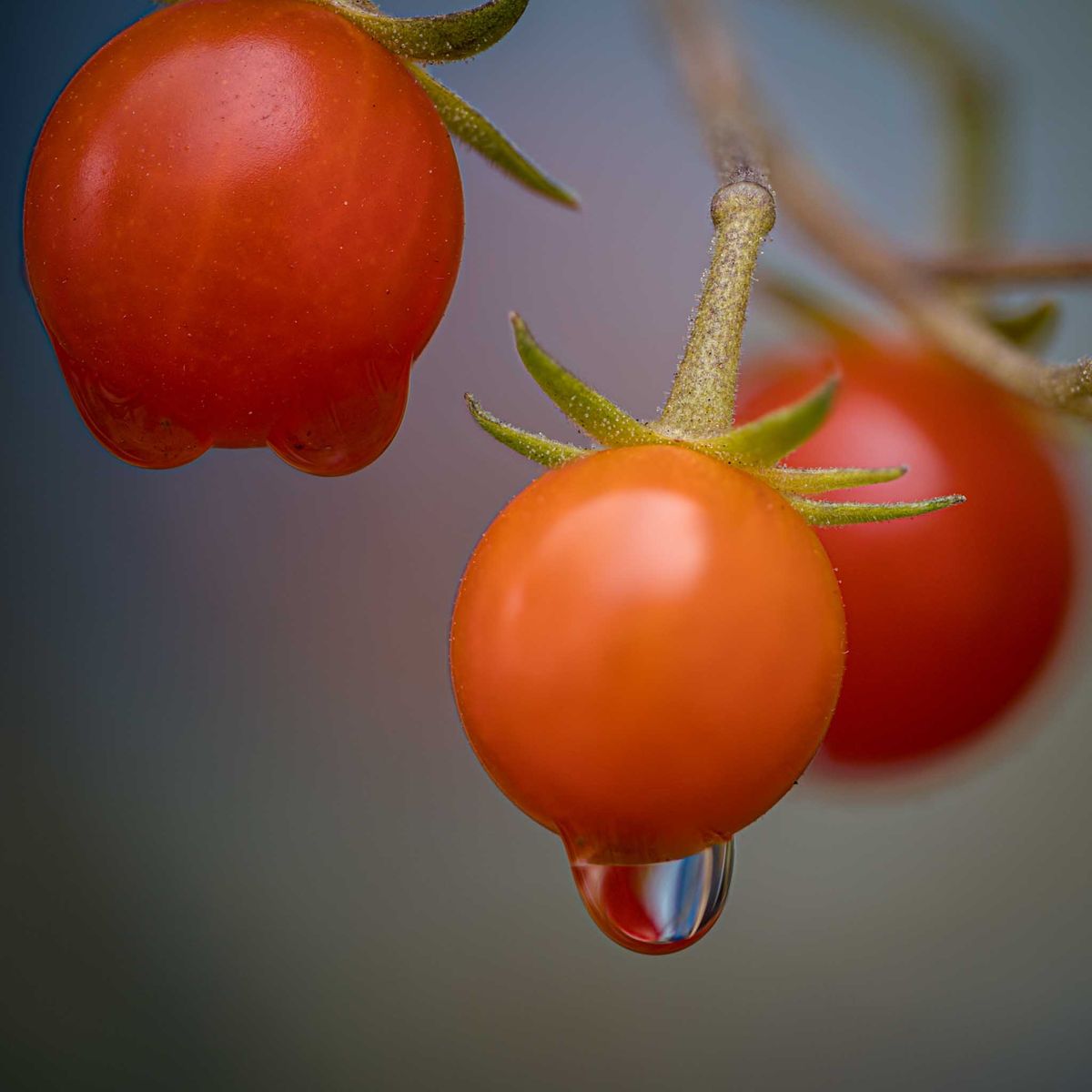 31.8.202 - Der August geht mit Dauerregen und den letzten eigenen Tomaten