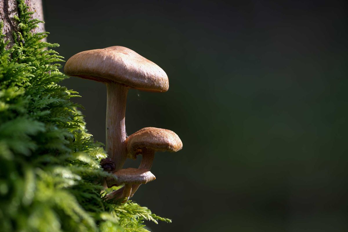 29.10.2021 - ein paar Pilze sind im Wald noch zu finden