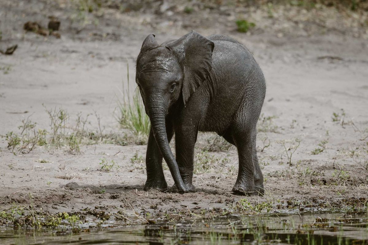 Chobe, Markenzeochen: Elefanten
