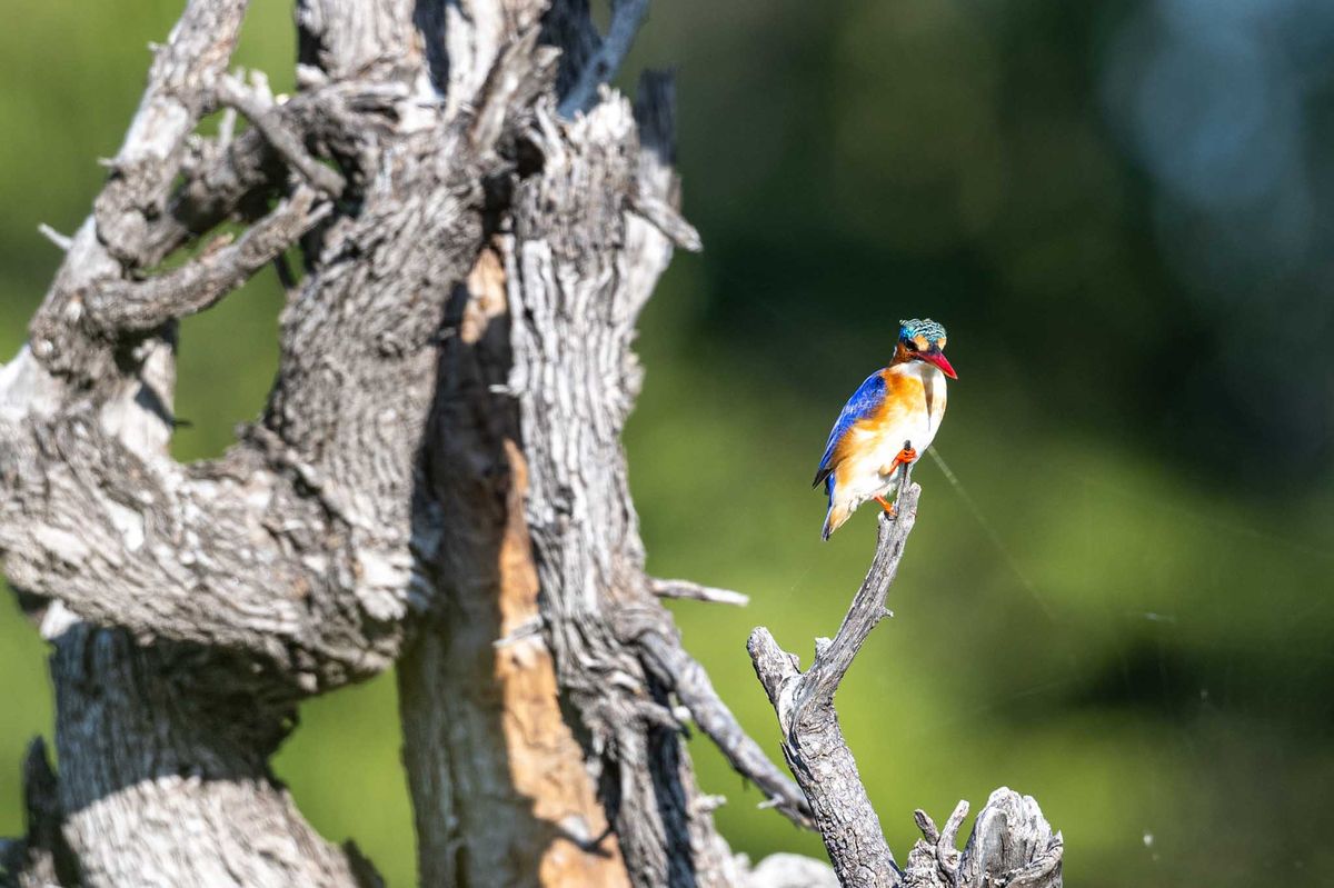 lang gesucht: Malachite Kingfisher