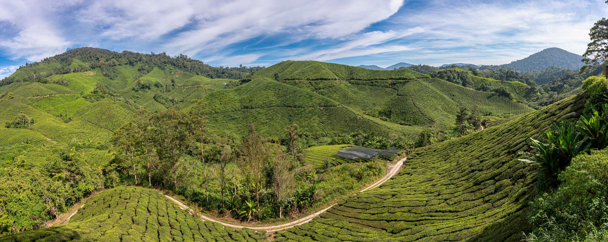 Cameron Highlands - idyllische Teeplantagen