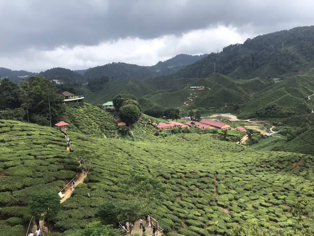 Teeplantage in den Cameron Highlands
