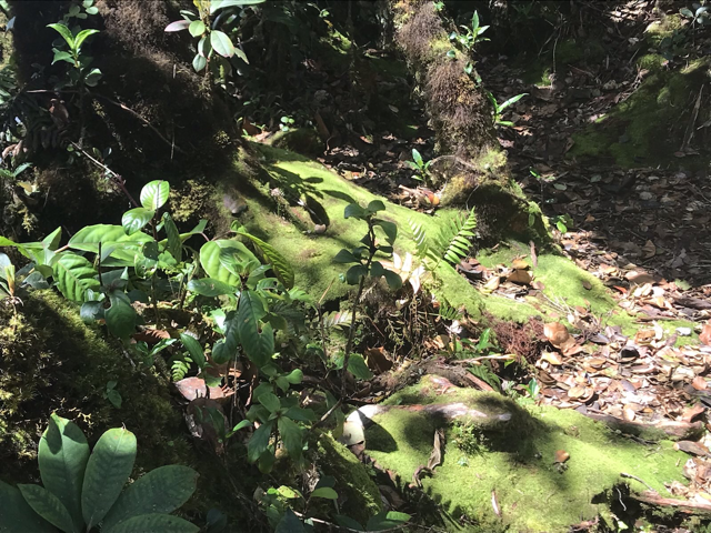 Mossy Forest