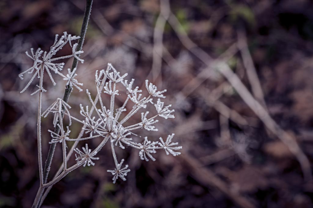 20201219_Frost_Stack_12