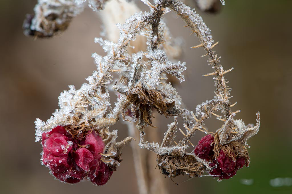 20201219_Frost_Stack_15