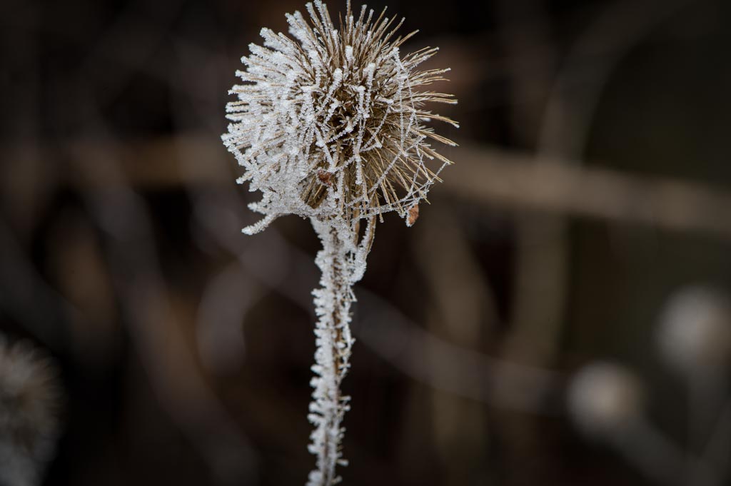 20201219_Frost_Stack_17