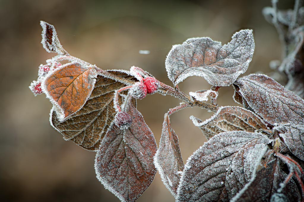 20201219_Frost_Stack_22