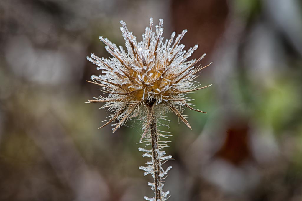 20201219_Frost_Stack_6-Bearbeitet